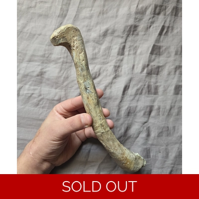 Ultra Rare Triassic Shuvosaurus Femur Bone Fossil From Texas Dinosaur